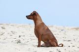 PINSCHER NAIN 061
